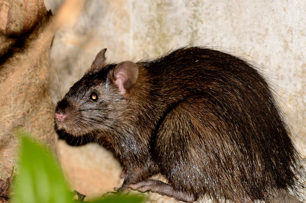 Greater Bandicoot-rat (Bandicota indica) - Know Your Mammals