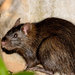Greater Bandicoot-Rat - Photo (c) sunnyjosef, some rights reserved (CC BY), uploaded by sunnyjosef