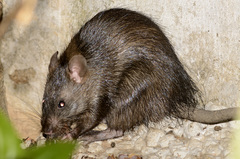 Greater Bandicoot Rat photo 2