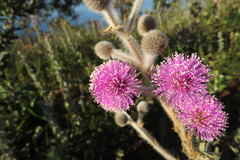 Mimosa lanuginosa