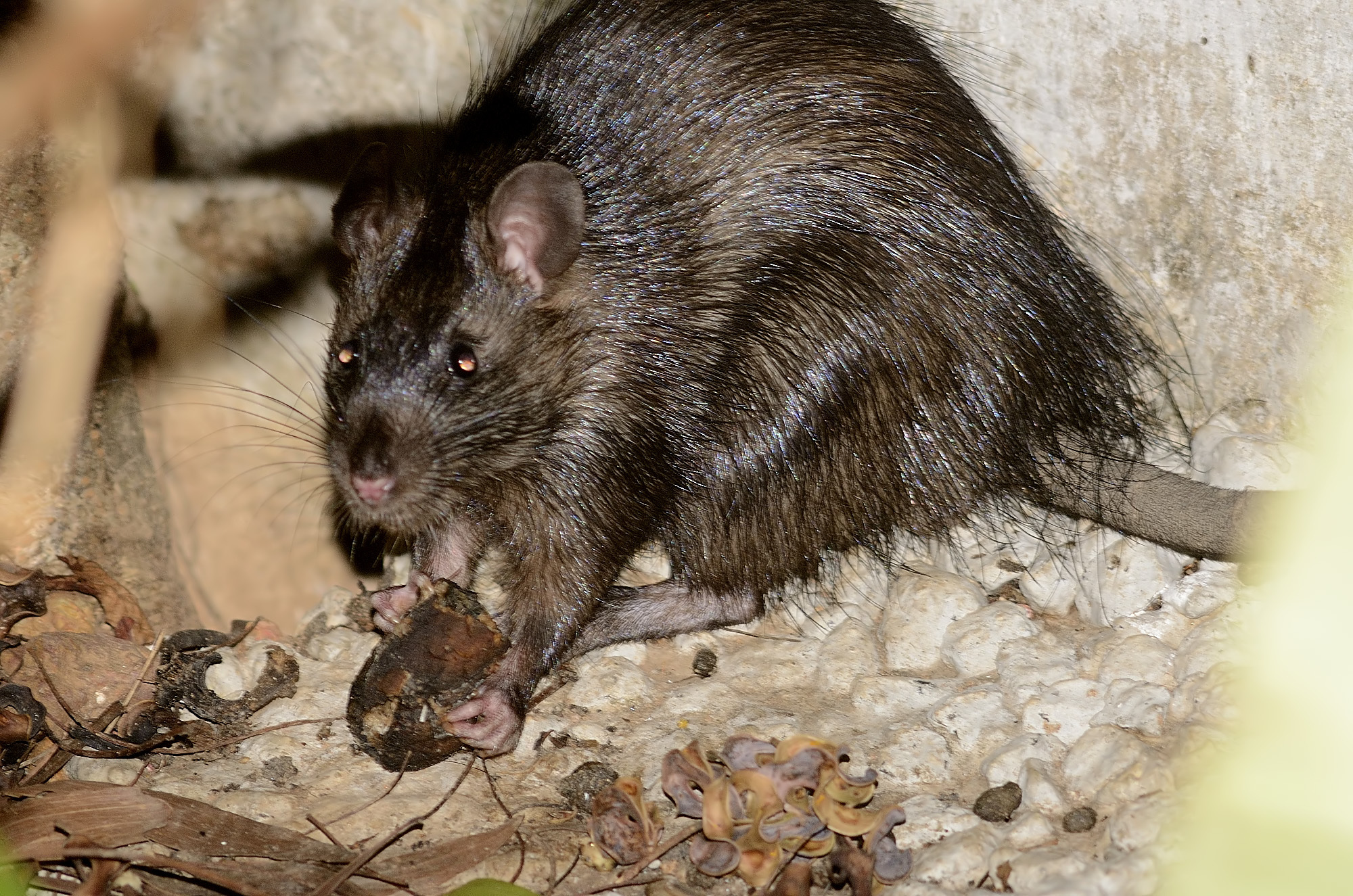Greater Bandicoot-Rat (Bandicota indica) · iNaturalist United Kingdom Greater Bandicoot-Rat (Bandicota indica) · iNaturalist United Kingdom