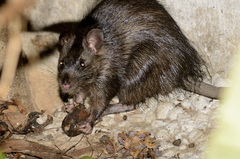 Greater Bandicoot Rat photo 5