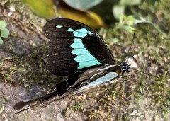 Papilio phorcas congoanus