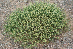 Anabasis brevifolia