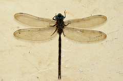 Gynacantha dravida