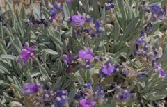 Astragalus spatulatus