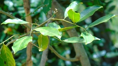 Lonchocarpus