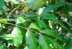 Lonchocarpus