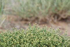 Anabasis brevifolia