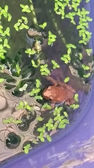 Dendropsophus bogerti