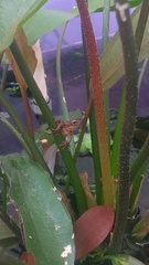 Dendropsophus bogerti