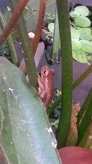 Dendropsophus bogerti