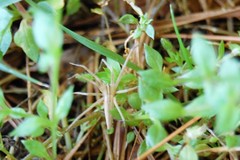 Pisaurina dubia