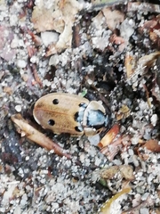 Dendroxena quadrimaculata