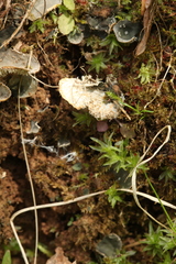 Peltigera extenuata