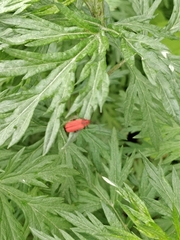 Lopheros rubens