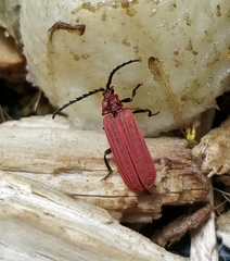 Lopheros rubens