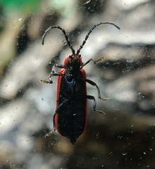 Lopheros rubens
