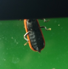 Lopheros rubens