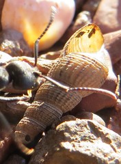 Thiaridae