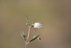 Clematis fruticosa