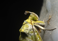 Eudocima hypermnestra