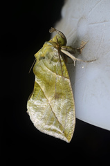 Eudocima hypermnestra