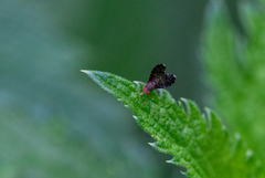 Trypetisoma sticticum