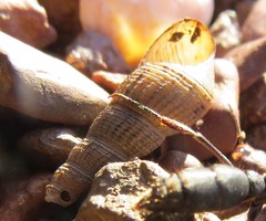 Thiaridae