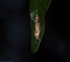 Thiotricha atractodes