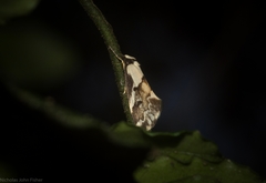 Philenora chionastis