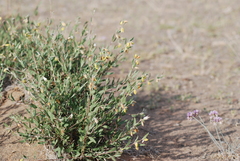 Clematis fruticosa