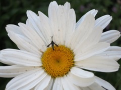 Sazonia fenusaeformis