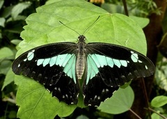 Papilio phorcas