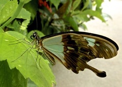 Papilio phorcas