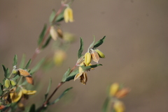 Clematis fruticosa