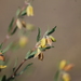 Clematis fruticosa - Photo (c) vandandorj, algunos derechos reservados (CC BY-NC), uploaded by vandandorj