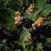Rubus pascuus - Photo (c) Aidan Campos,  זכויות יוצרים חלקיות (CC BY-NC), הועלה על ידי Aidan Campos