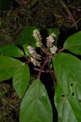 Justicia paucinervis