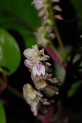 Justicia paucinervis