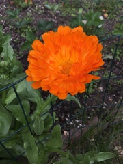 Calendula officinalis