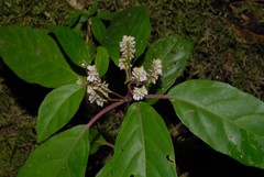 Justicia paucinervis