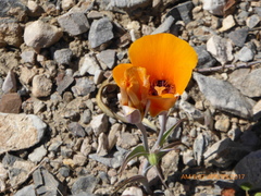 Calochortus kennedyi kennedyi