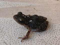 Eleutherodactylus nitidus