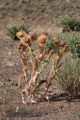 Olgaea leucophylla
