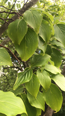 Cornus kousa