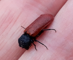 Bostrichus capucinus