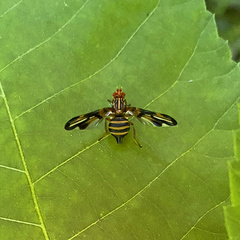 Idana marginata