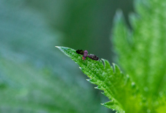 Trypetisoma sticticum