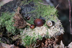 Gymnopus ocior